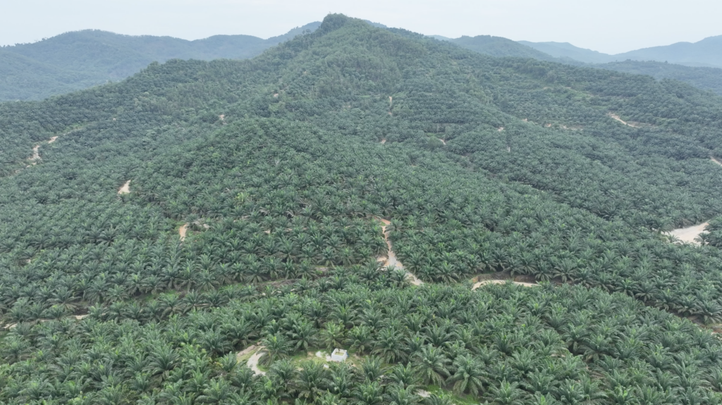 Ladang Sungkai